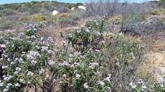 Eriodictyon trichocalyx lanatum