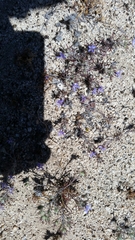 Eriastrum eremicum eremicum