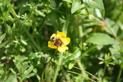 Bombus melanopygus