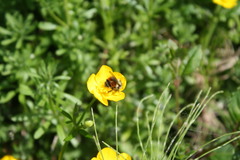 Bombus melanopygus