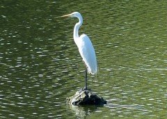Ardea alba