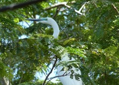 Ardea alba