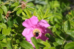 Bombus vosnesenskii