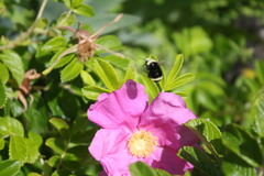 Bombus vosnesenskii