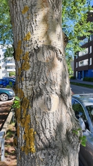 Populus balsamifera balsamifera