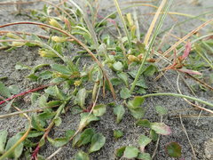 Lobelia anceps