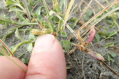 Lobelia anceps