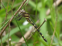 Cordulegaster bilineata