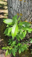Populus balsamifera balsamifera