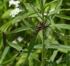 Cordulegaster bilineata