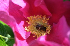 Andrena