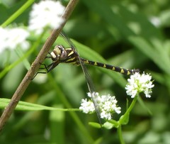 Cordulegaster bilineata
