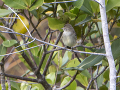 Elaenia chiriquensis
