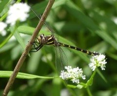 Cordulegaster bilineata
