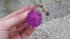 Centaurea deusta