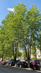 Populus balsamifera balsamifera
