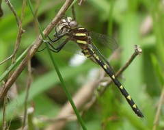 Cordulegaster bilineata