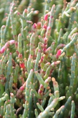 Salicornia blackiana