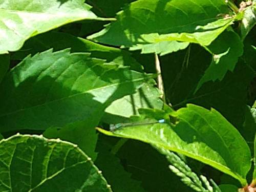 photo of Narrow-winged Damselflies (Coenagrionidae)