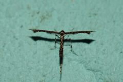 Stenoptilodes sematodactyla