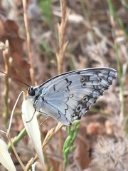 Melanargia titea