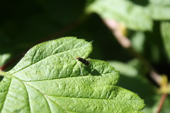 Adela septentrionella