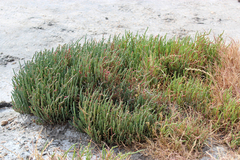 Salicornia blackiana