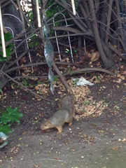 Sciurus niger