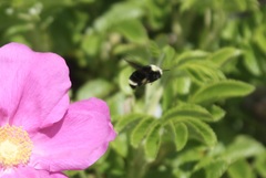 Bombus vosnesenskii