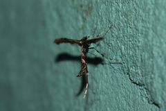 Stenoptilodes sematodactyla