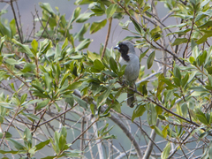Schistochlamys melanopis