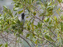 Schistochlamys melanopis