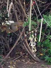 Sciurus niger