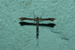 Stenoptilodes sematodactyla