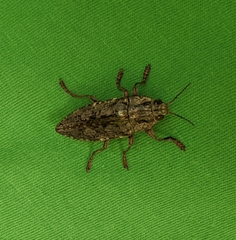 Texania fulleri