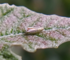 Viridicerus ustulatus