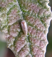 Viridicerus ustulatus