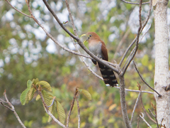 Piaya cayana
