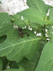 Leptoglossus zonatus