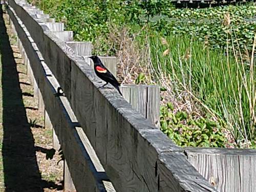 photo of Red-winged Blackbird (Agelaius phoeniceus)