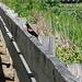 photo of Red-winged Blackbird (Agelaius phoeniceus)