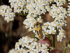 Chauliognathus scutellaris