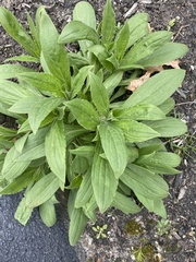 Digitalis grandiflora