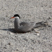 White-cheeked Tern - Photo (c) Zach DuFran, some rights reserved (CC BY-NC), uploaded by Zach DuFran