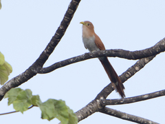 Piaya cayana