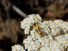 Chauliognathus scutellaris