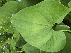 Brunnera
