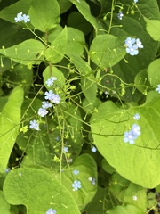 Brunnera