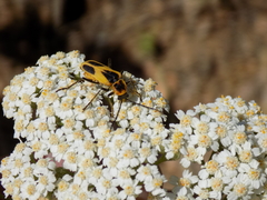 Chauliognathus scutellaris