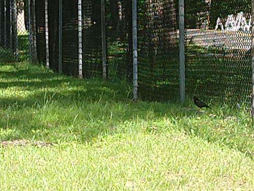 photo of Red-winged Blackbird (Agelaius phoeniceus)